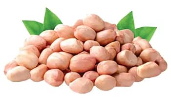 High Quality Peanuts